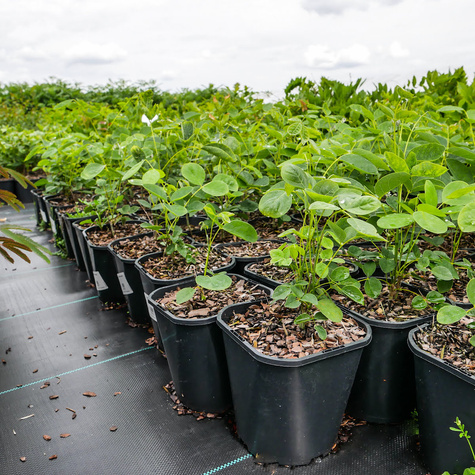 Makia amurska Maackia amurensis