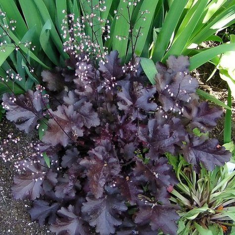 Żurawka ogrodowa Black Beauty Ciemna piękność (C2)