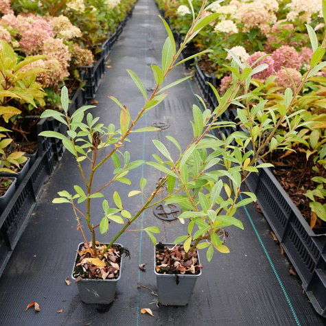 Wierzba wiotka mt aso (P9)