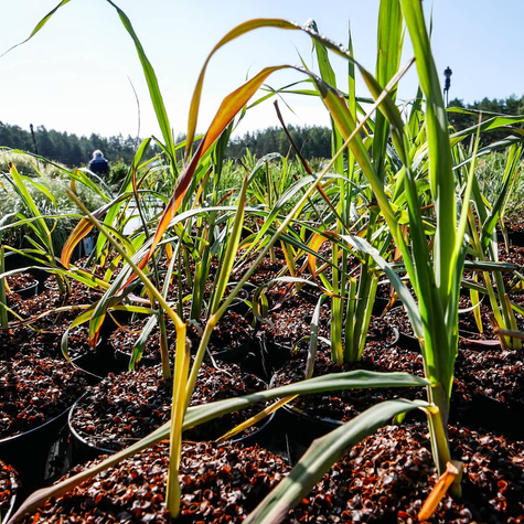 Trawa cytrynowa Palczatka pogięta
