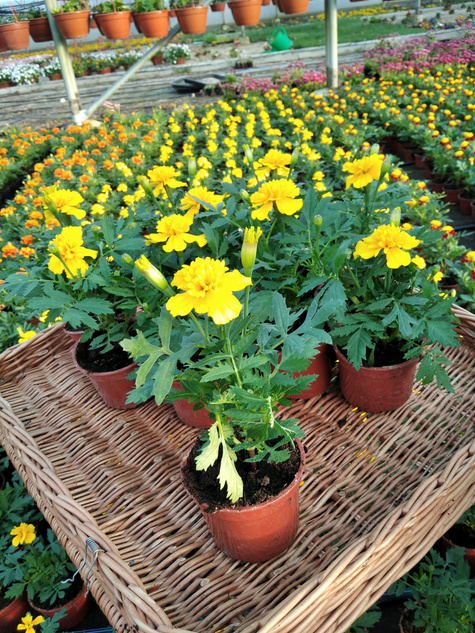 Aksamitka Aksamitki Byczek żółta niska Odstrasza Komary