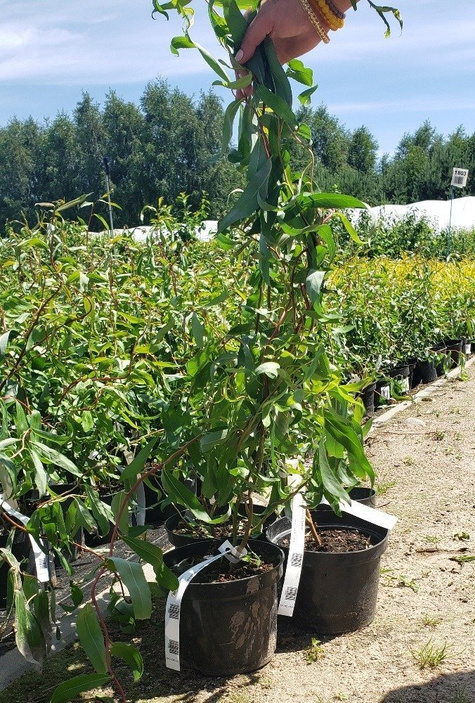 Wierzba purpurowa nana