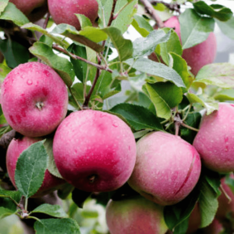 Jabłoń Pirross w doniczce (C2)