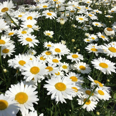 Złocień właściwy Becky (C2)