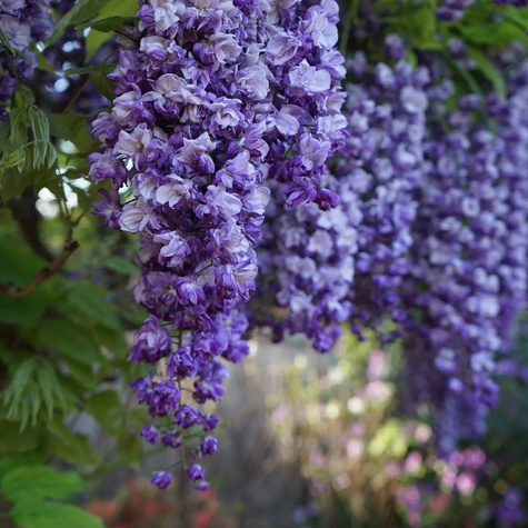 Glicynia chińska Caroline