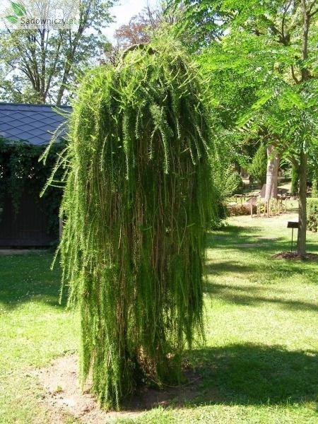 Modrzew europejski Pendula (Pa 120/160, obw. 6/8, H-140/180)