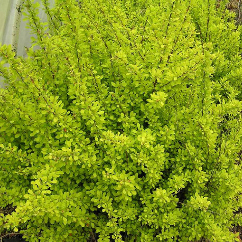 Berberys Thunberga Aurea (C2)