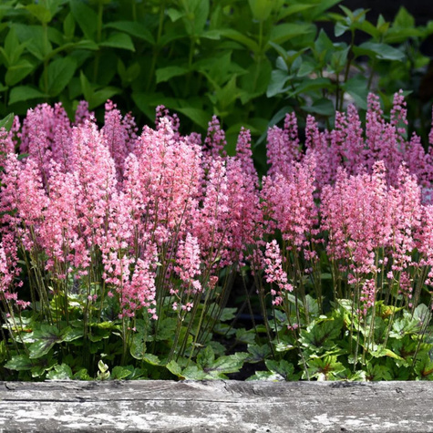 Żuraweczka ogrodowa Pink Revolution (C2)