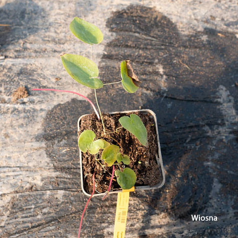 Epimedium pstre Sulphureum (C2)