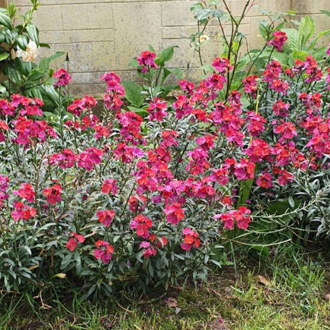 Pszonak Red Jep (C2)