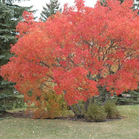 Klon tatarski Ginnala Ognisty (C2)