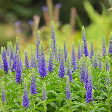 Przetacznik kłosowy Blue (C2)