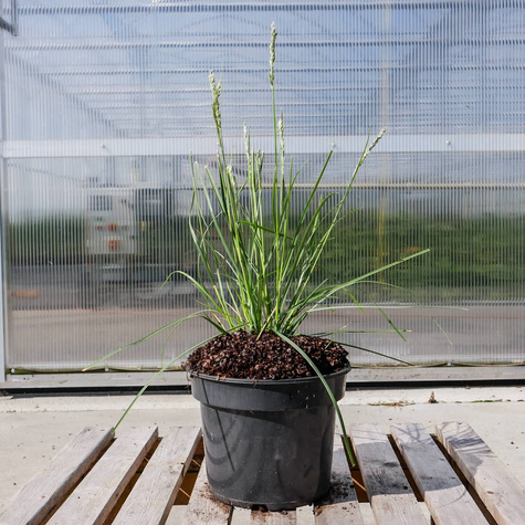 Sesleria jesienna (C2)
