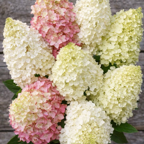 Zestaw Hortensji XXL Gigantyczne Kwiaty