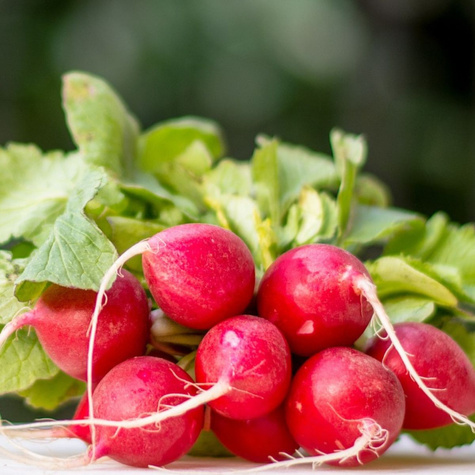 Nasiona otoczkowane Rzodkiewka Rowa 300 ziaren
