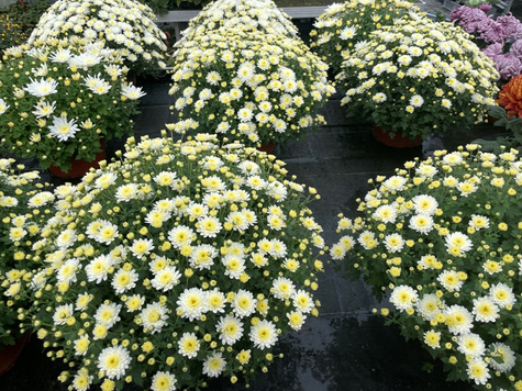 Chryzantema drobnokwiatowa cytrynowa DUŻA DONICA