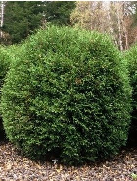 Thuja Tuja Żywotnik zachodni Woodwardii (C2)