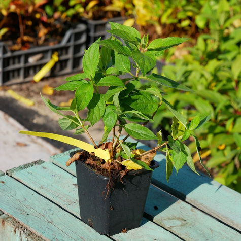 Hortensja bukietowa Little Spooky (C2)