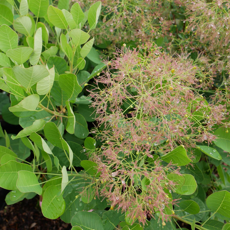 Perukowiec podolski Young Lady Puszysty Krzew (C2)