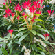 Pieris japoński Forest Flame (P9)