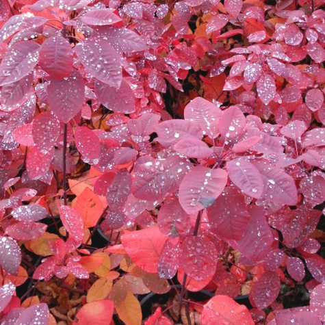 Perukowiec podolski Grace (C2)