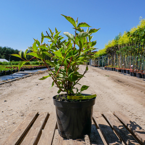 Krzewuszka cudowna Sunny Princess (C2)