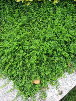 Trzmielina fortunea Mini Magic (C1.7)