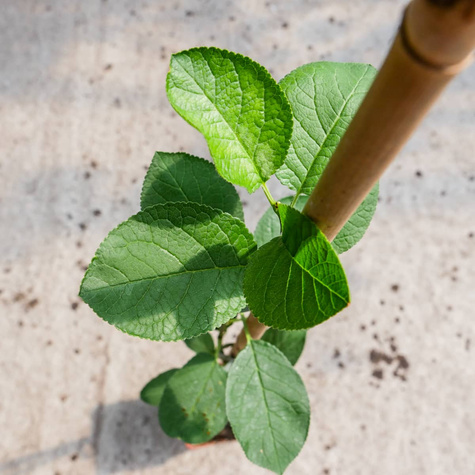 Śliwa Vision w doniczce (C2)