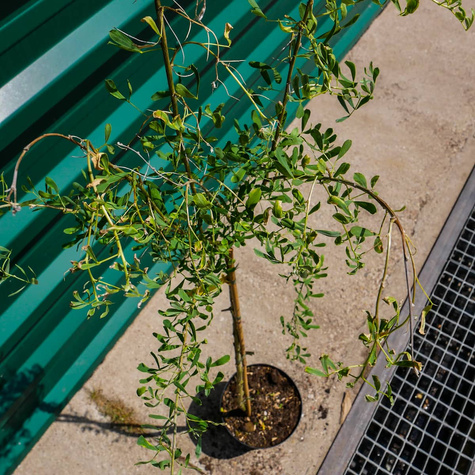 Słonisz srebrzysty Miododajny unikat szczepiony na pniu