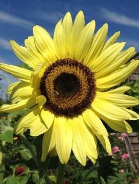 Słonecznik ozdobny Lemon Queen 0,5g