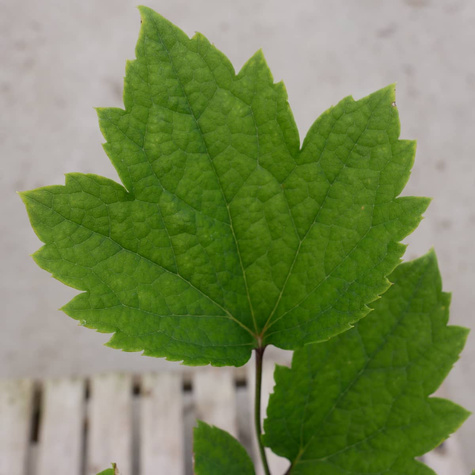 Powojnik Clematis barszczolistny rurkowaty Cassandra (C2)