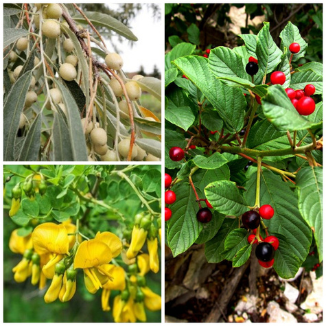 Zestaw Żywopłot Nie Do Zdarcia Plant Pack