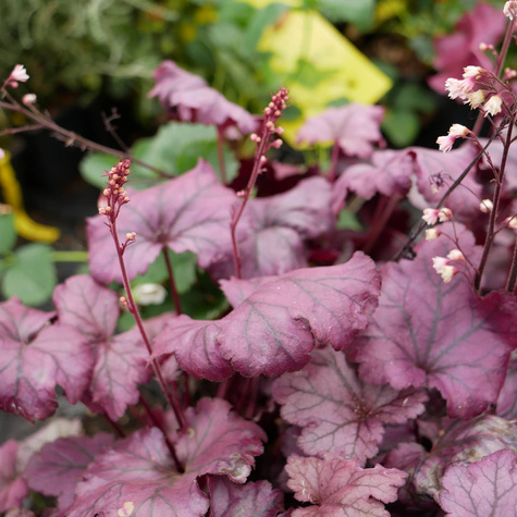 Żurawka ogrodowa Plum Royale Śliwkowa (C2)