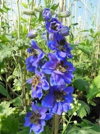 ostróżka ogrodowa Blue Jay (C2)