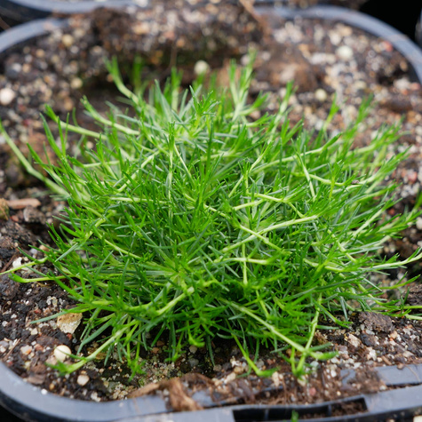 Karmnik ościsty Green (C2)