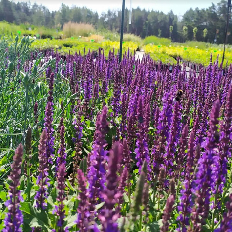 Szałwia omszona Sensation Compact Violet (C2)