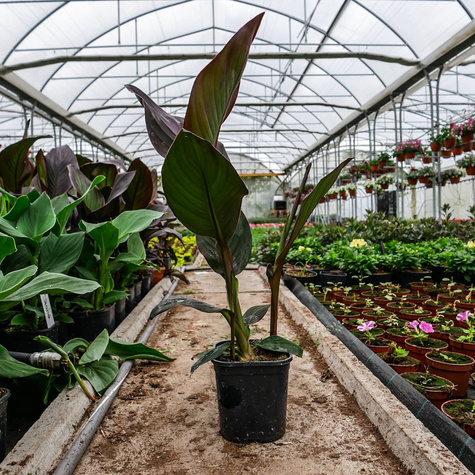 Kanna Canna Kanna czerwona z bordowym liściem Paciorecznik SADZONKA C2