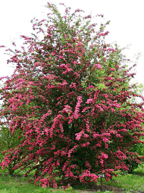 Głóg dwuszyjkowy Paul's Scarlet (obw.2/4cm)