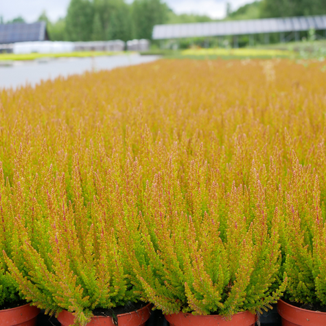 Wrzos pospolity Skyline Zorina miedziany niekwitnący