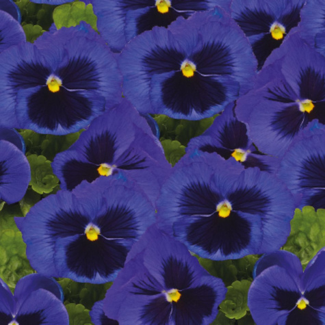 Bratek szwajcarski ciemnoniebieski z plamą 0,5g