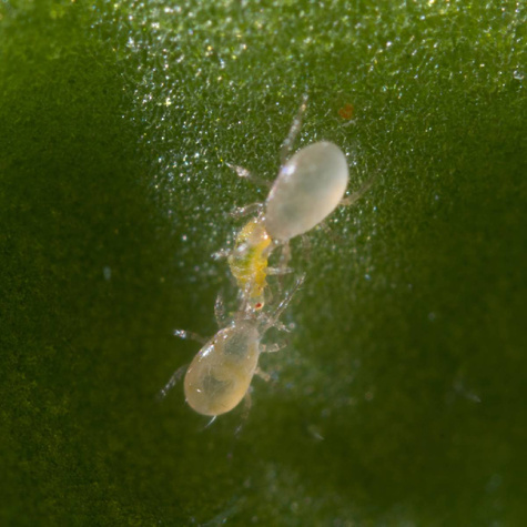 Dobroczynek kalifornijski Spical Ulti-Mite 500sasz.