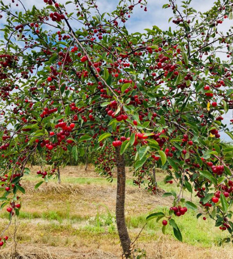 Czereśnia Półkarłowa Krótkopłodna Wczesna Duże owoce Plant Pack