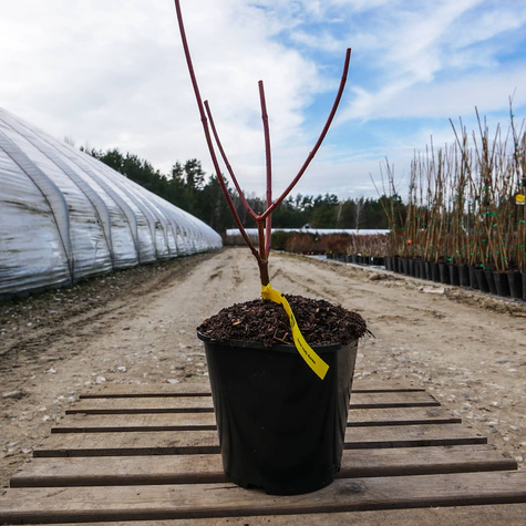 Dereń biały Aurea (C2)