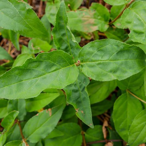 Żylistek szorstki Codsall Pink (C2)