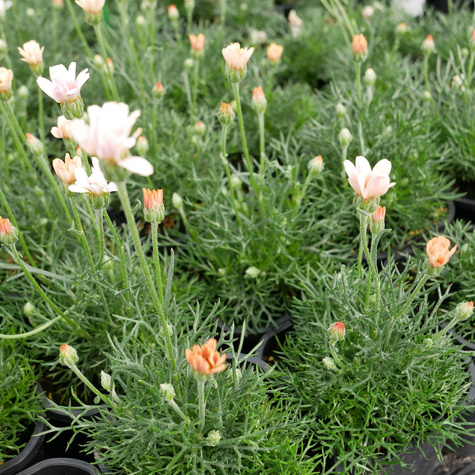 Stokrotka marokańska Zagora Orange (C2)