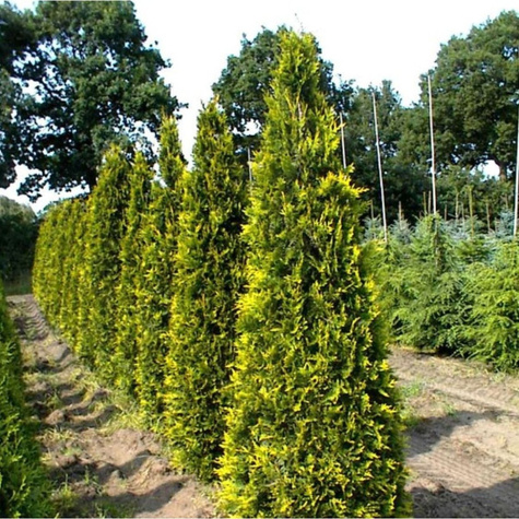 Thuja Tuja Żywotnik zachodni Aurescens
