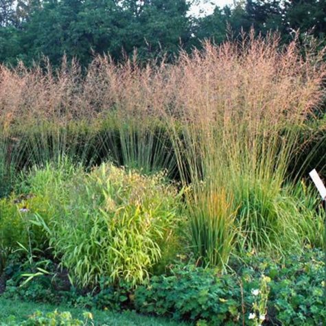 Trzęślica trzcinowata Karl Förster (C2)