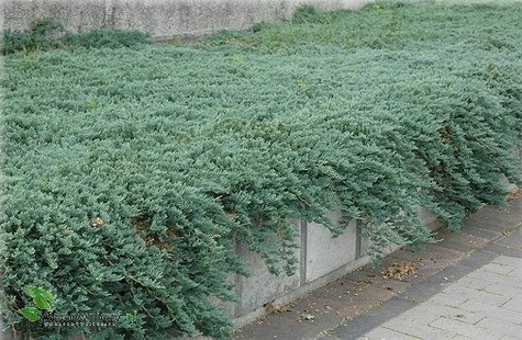 Jałowiec płożący Icee blue Cenna odmiana