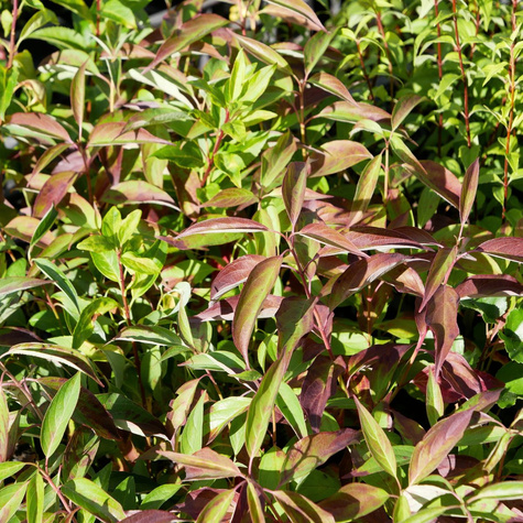 Dereń biały 'Red Gnome' (P9)