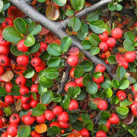 Irga Buxi Folia NANA 